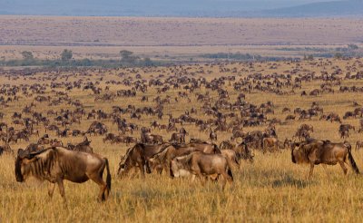 Wildebeests as far as the eye can see...