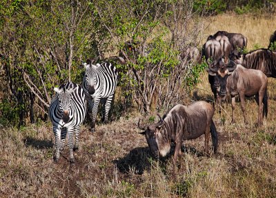 Zebra and Wildebeests