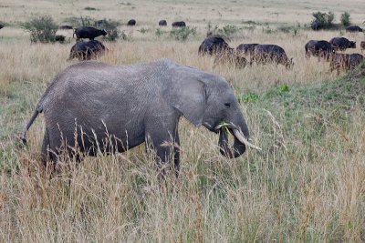 Elephant and Cape Buffalo