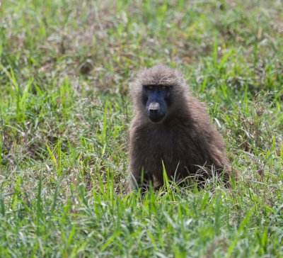 Baboon see from Lake Nakuru Lodge