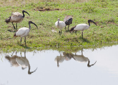 Sacred Ibis
