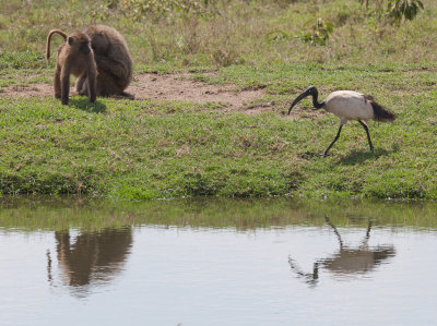 Baboon and Ibis