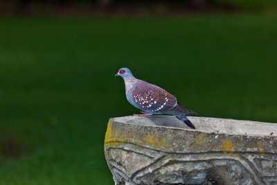 Dove