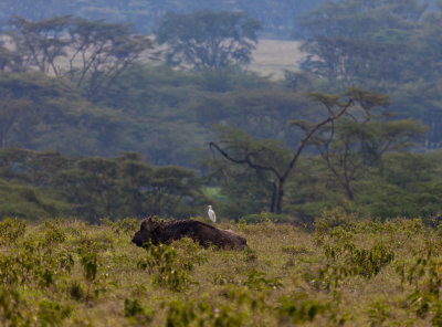 Egret on Cape Buffalo