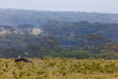 Egret on Cape Buffalo