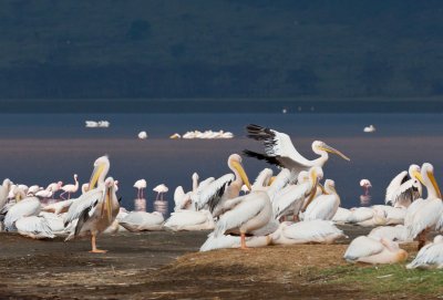 White Pelicans