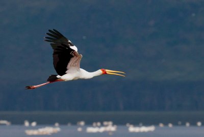 Yellow-billed Stork
