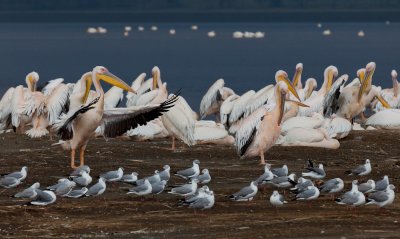 White Pelicans, Seagulls