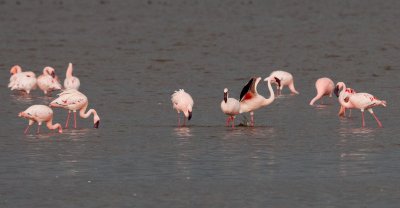 Flamingos