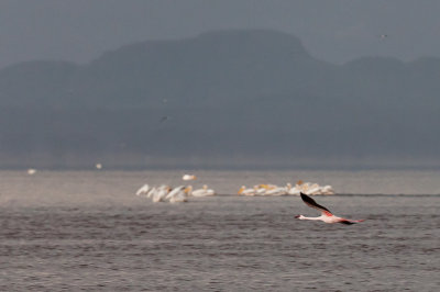 Flamingo in flight