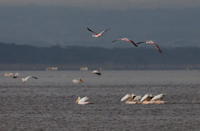Flamingos in flight