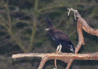 Long-crested Eagle