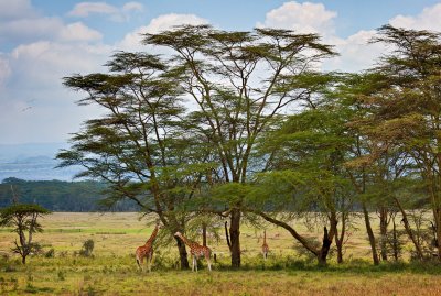 Lake Nakuru National Park