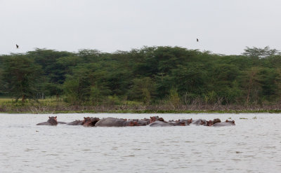 A bloat of hippopotami