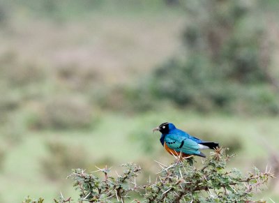 Superb Starling