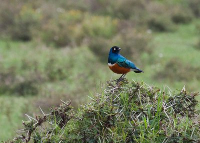 Superb Starling