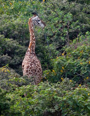 Giraffe