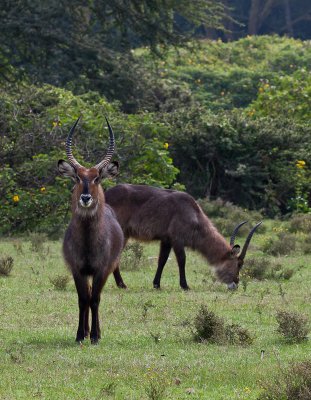 Waterbok