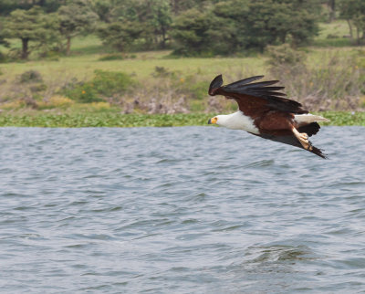 African Fish Eagle - looking for a fish