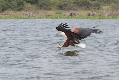African Fish Eagle - finding a fish (conveniently provided by the boatman)