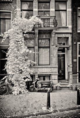 Amsterdam Infrared