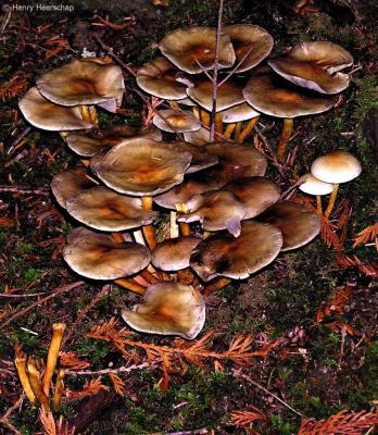 Mushrooms-4