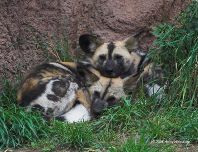 Painted Dogs at Rest
