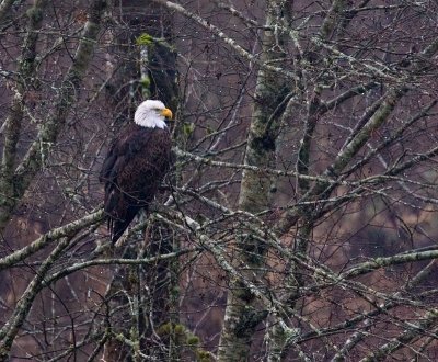 Skagit - 8