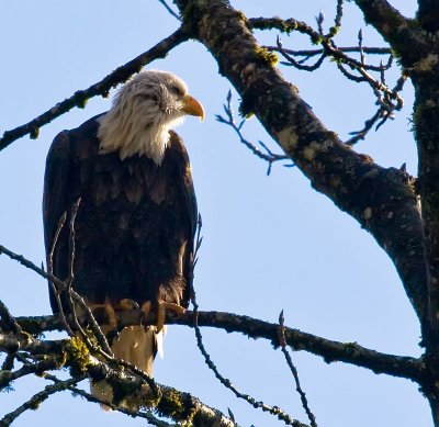 Skagit -20