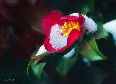 Camellia Sasanqua in Snow