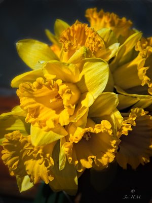 A Host of Golden Daffodils