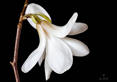 White Magnolia