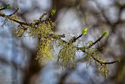 New growth and Lichen