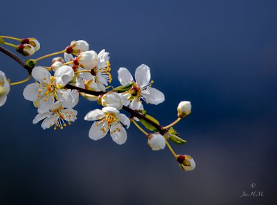Wild Cherry Blossoms