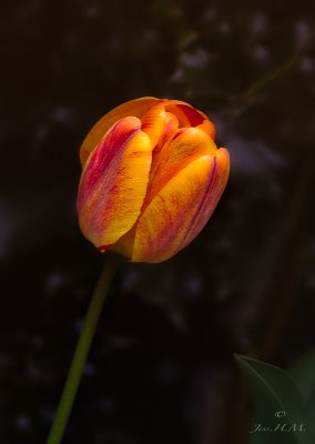 Tulip