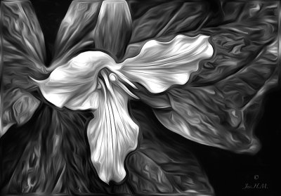 Trillium in Black and White