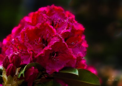 Rhododendron in the Rain