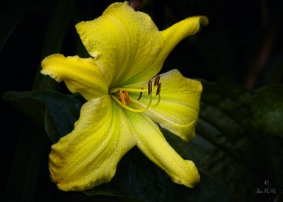 Big Bird Daylily