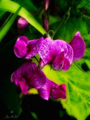 Wild Sweet Pea with a twist
