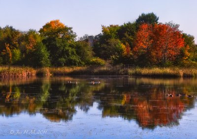 Autumn Marsh Reflections