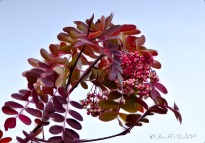 Pink Pagoda Mountain Ash