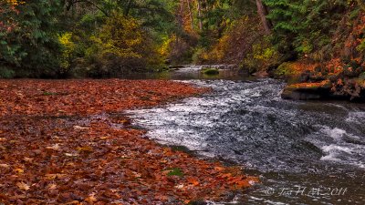 Maple Leaves on the Millstone