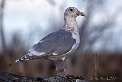 Glaucous-winged Gull