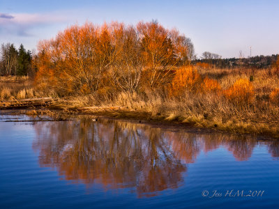Reflections on a Winter Day