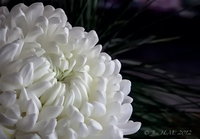 White Chrysanthemum