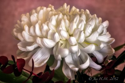 White Chrysanthemum ~~take two