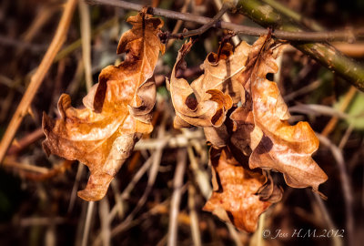 English Oak Leaves