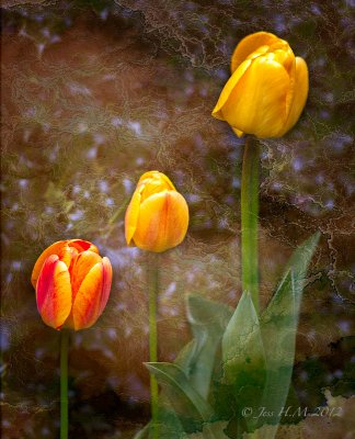 Tulips though the Looking Glass