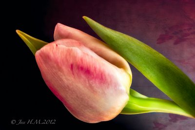 Pink Tulip