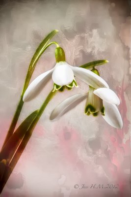 Snowdrops in Texture